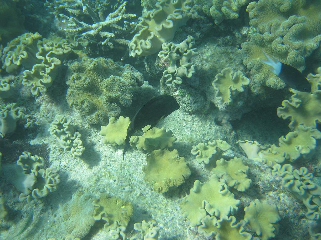 2011_Diving_the_Great_Barrier_Reef (67).JPG